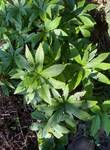Plant name: Hellebores; Christmas Roses; Lenten Roses: Winter Roses Helleborus spp. 